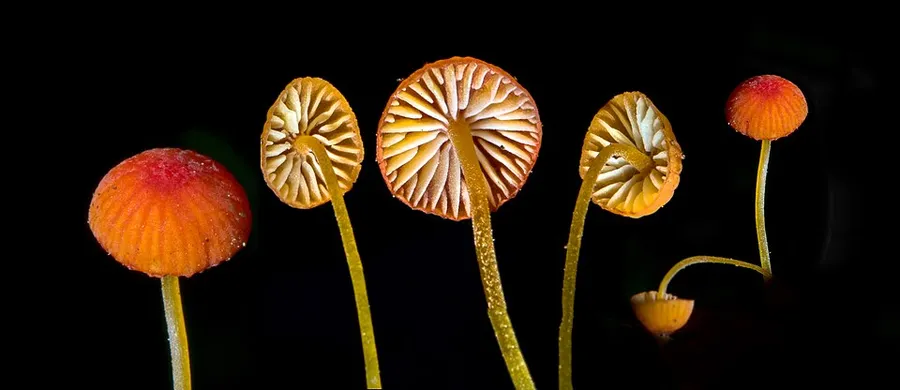 Dokumentasi Mycena acicula — Fotografi