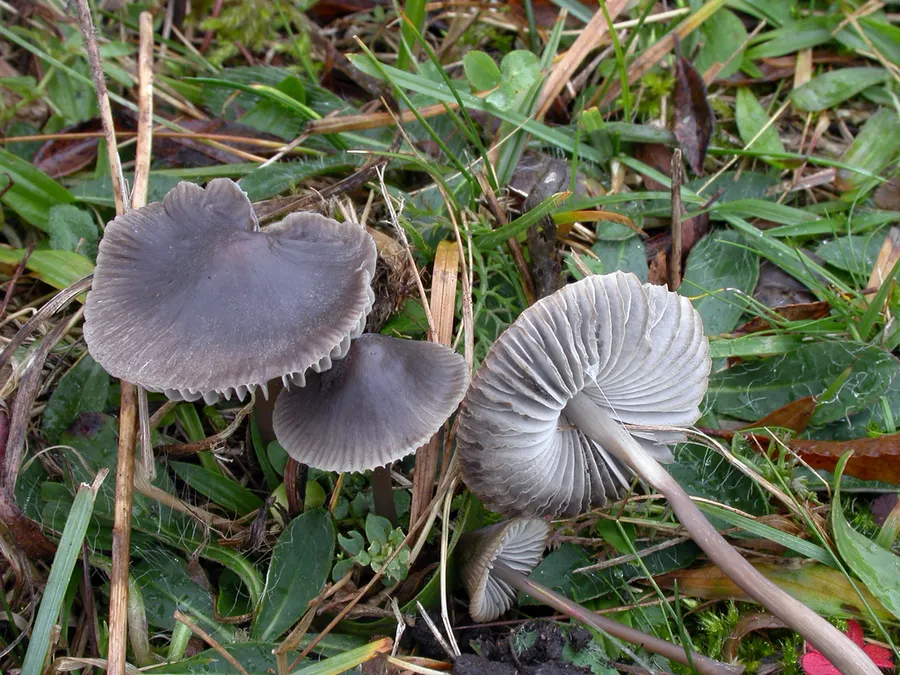 Dokumentasi Mycena aetites — Fotografi
