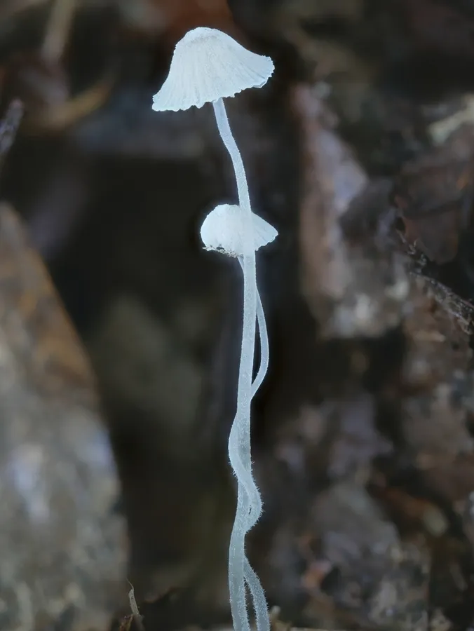 Dokumentasi Mycena alphitophora — Fotografi