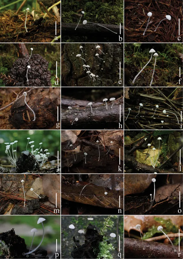 Dokumentasi Mycena griseotincta — Pelat ilmiah
