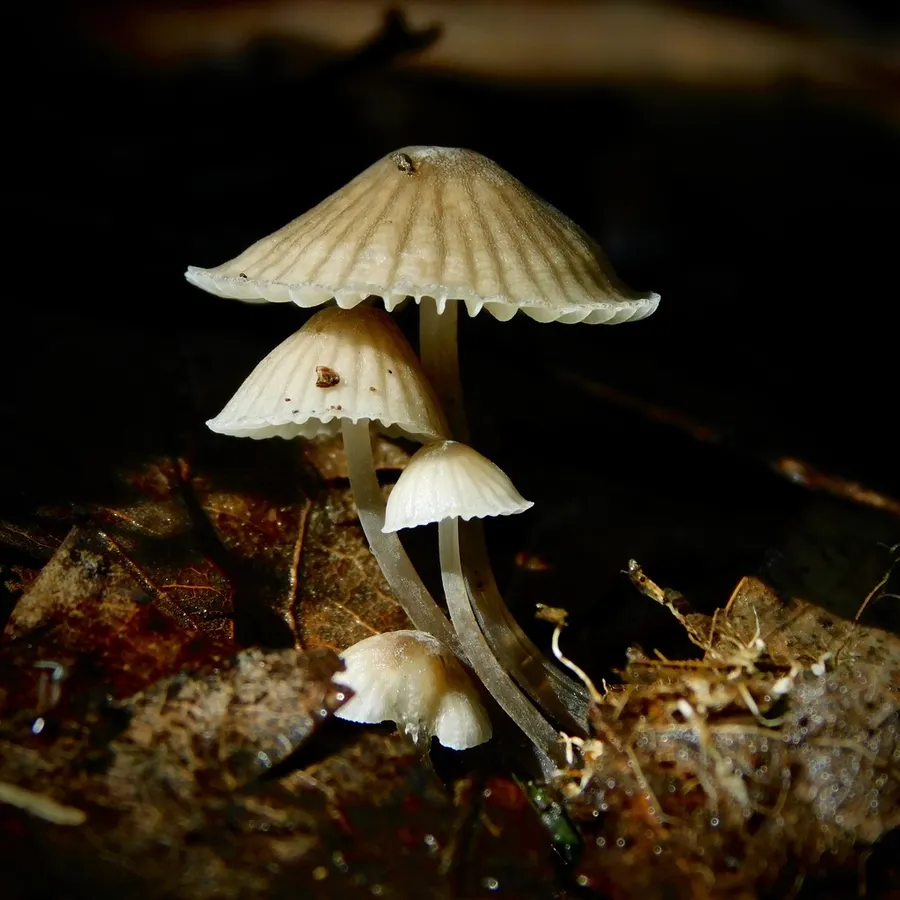 Dokumentasi Mycena leptocephala — Fotografi