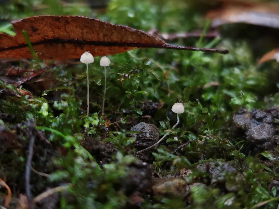 Dokumentasi Mycena mirata — Fotografi