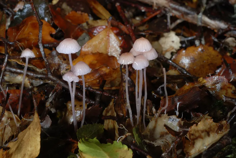 Dokumentasi Mycena stevensoniae — Fotografi
