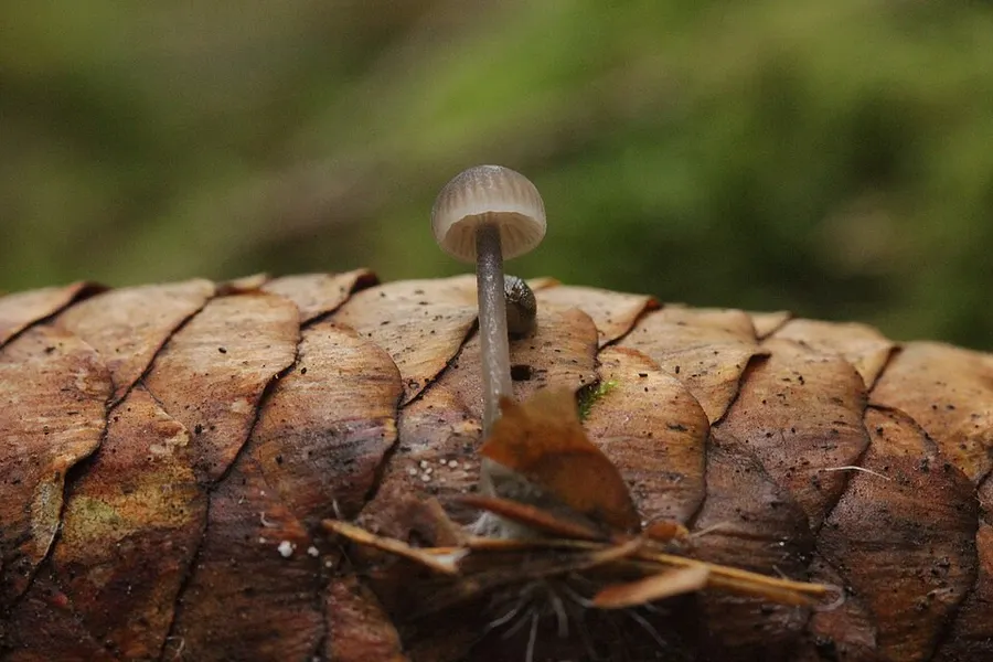 Dokumentasi Mycena strobilicola — Fotografi