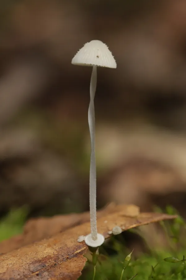 Dokumentasi Mycena stylobates — Fotografi