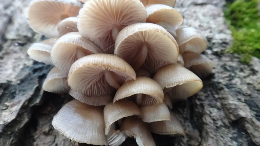 Dokumentasi Mycena tintinnabulum — Fotografi