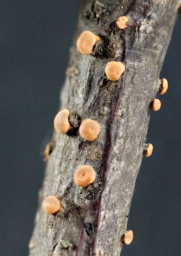 Dokumentasi Nectria cinnabarina — Fotografi