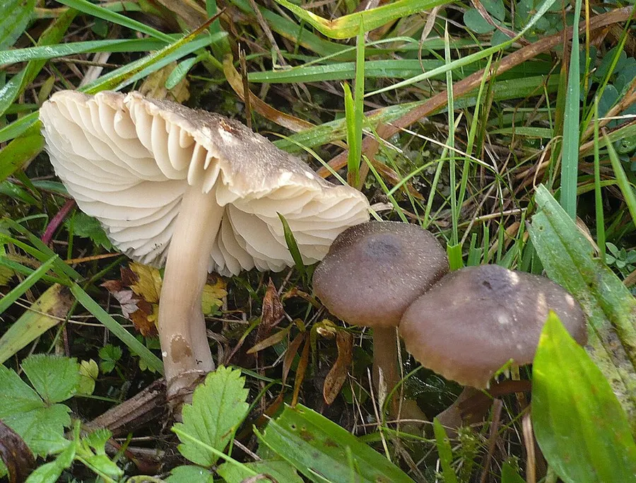 Dokumentasi Neohygrocybe nitrata — Fotografi