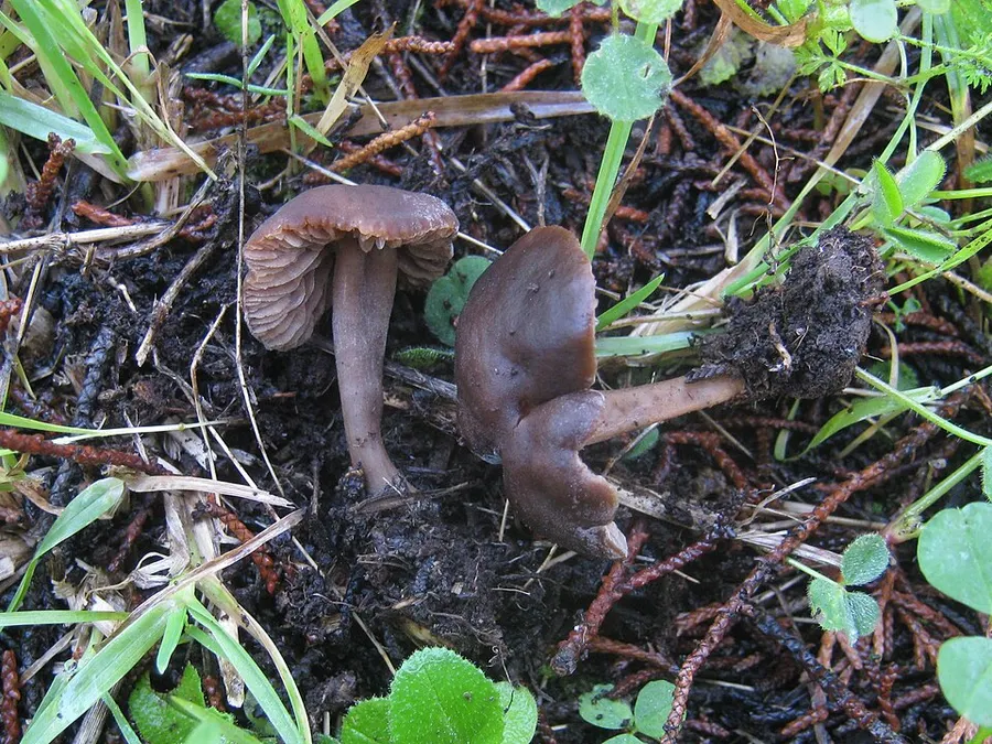 Dokumentasi Neohygrocybe ovina — Fotografi