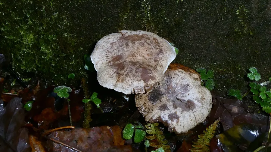 Dokumentasi Neolentinus adhaerens — Fotografi