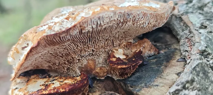 Dokumentasi Neolentinus degener — Fotografi