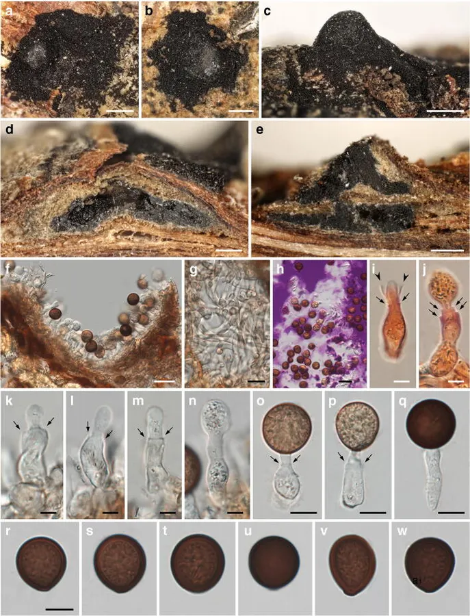 Dokumentasi Neomelanconium deightonii — Pelat ilmiah