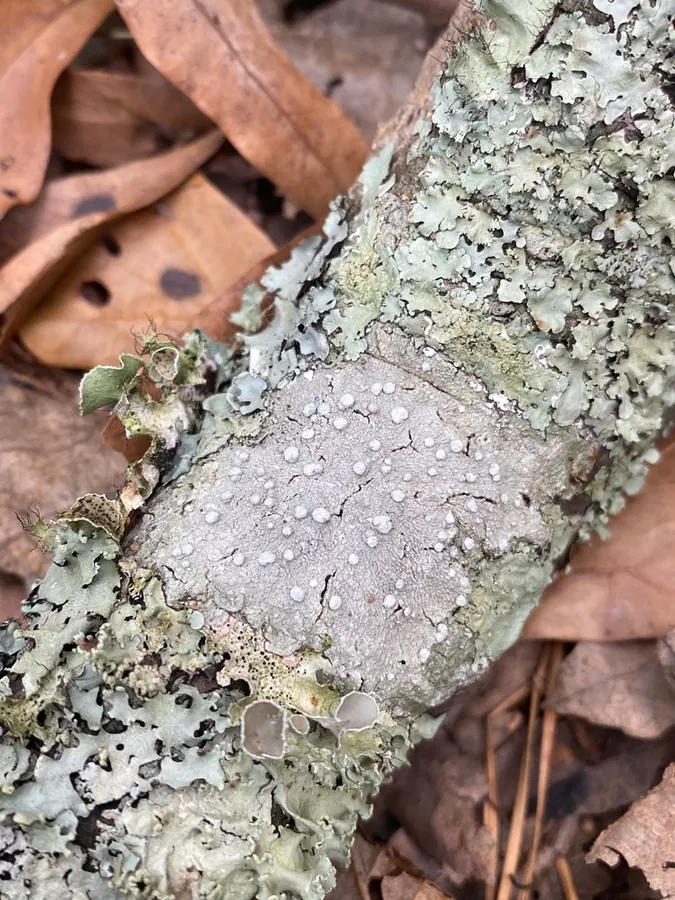 Dokumentasi Neoprotoparmelia capitata — Fotografi
