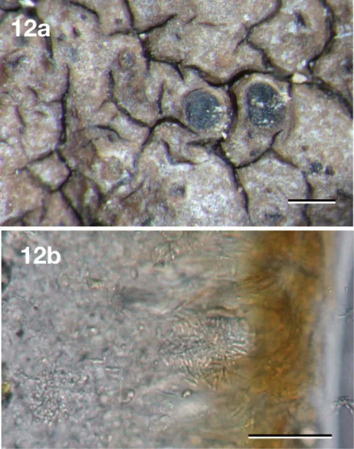Dokumentasi Neoprotoparmelia plurisporibadia — Pelat ilmiah