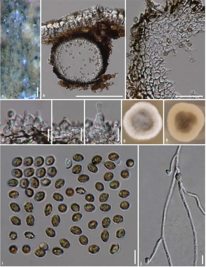 Dokumentasi Neoroussoella heveae — Pelat ilmiah