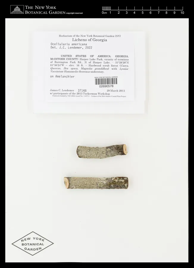 Dokumentasi Ocellularia americana — Voucher herbarium