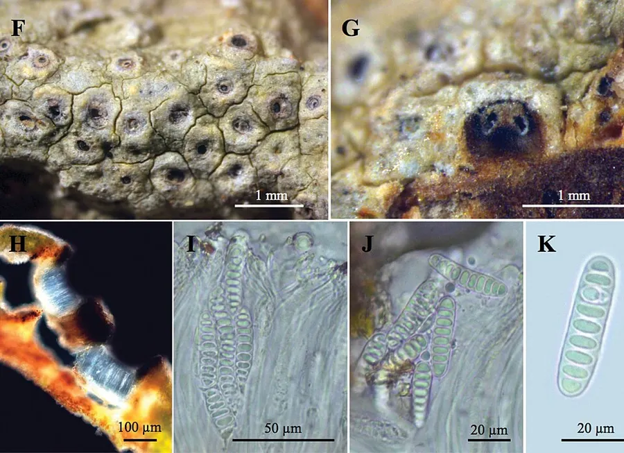 Dokumentasi Ocellularia klinhomii — Fotografi