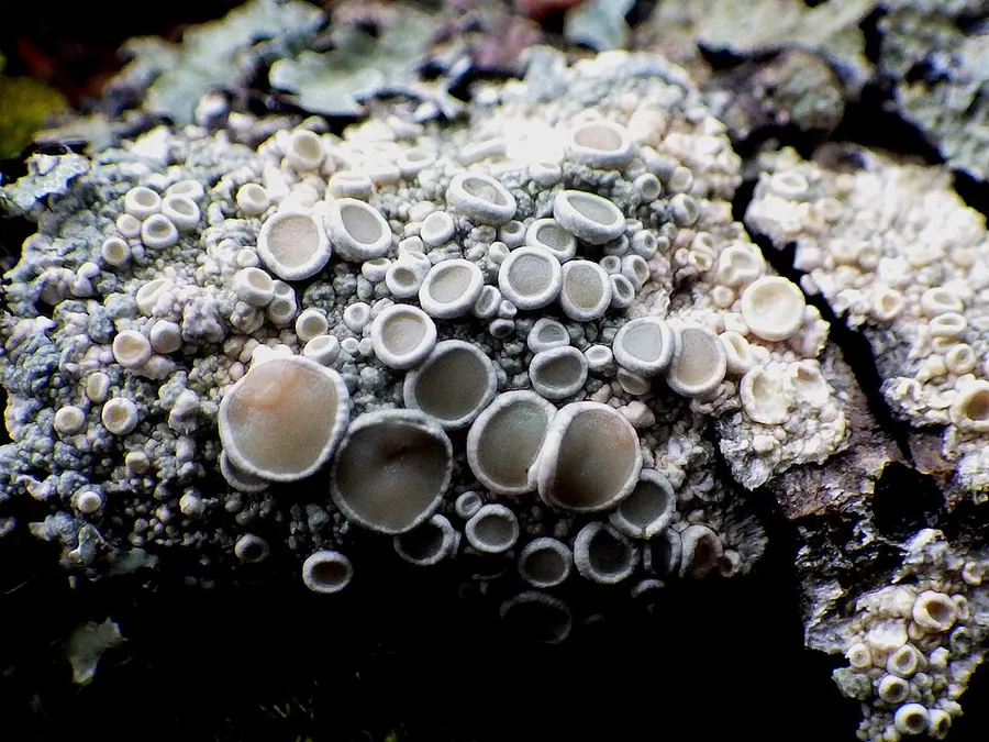 Dokumentasi Ochrolechia tartarea — Fotografi