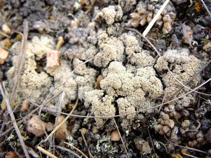 Dokumentasi Ochrolechia upsaliensis — Fotografi