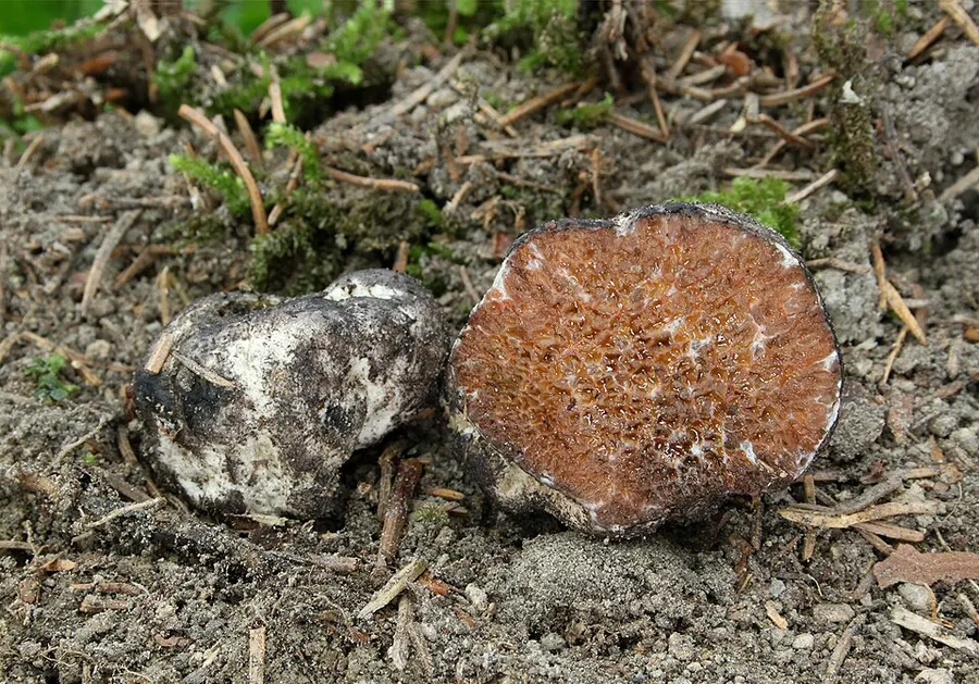 Dokumentasi Octaviania asterosperma — Fotografi