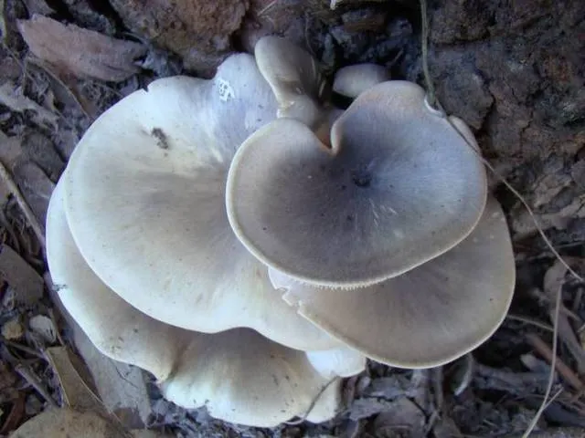 Dokumentasi Omphalotus nidiformis — Fotografi