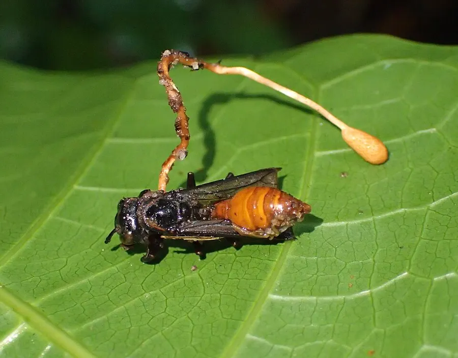 Dokumentasi Ophiocordyceps sphecocephala — Fotografi