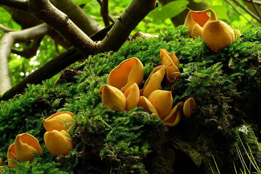 Dokumentasi Otidea onotica — Fotografi