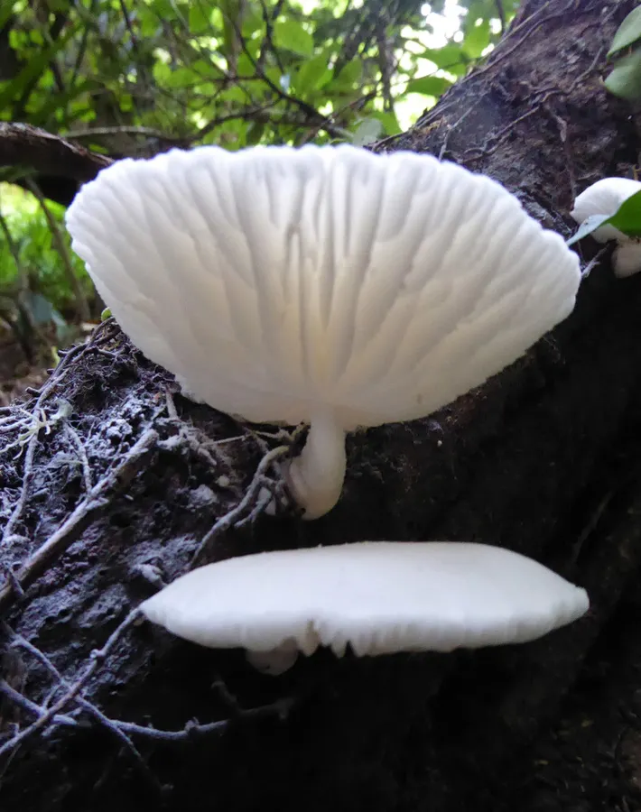 Dokumentasi Oudemansiella australis — Fotografi