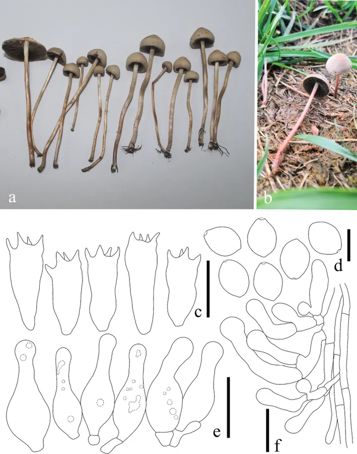 Dokumentasi Panaeolus cinctulus — Pelat ilmiah