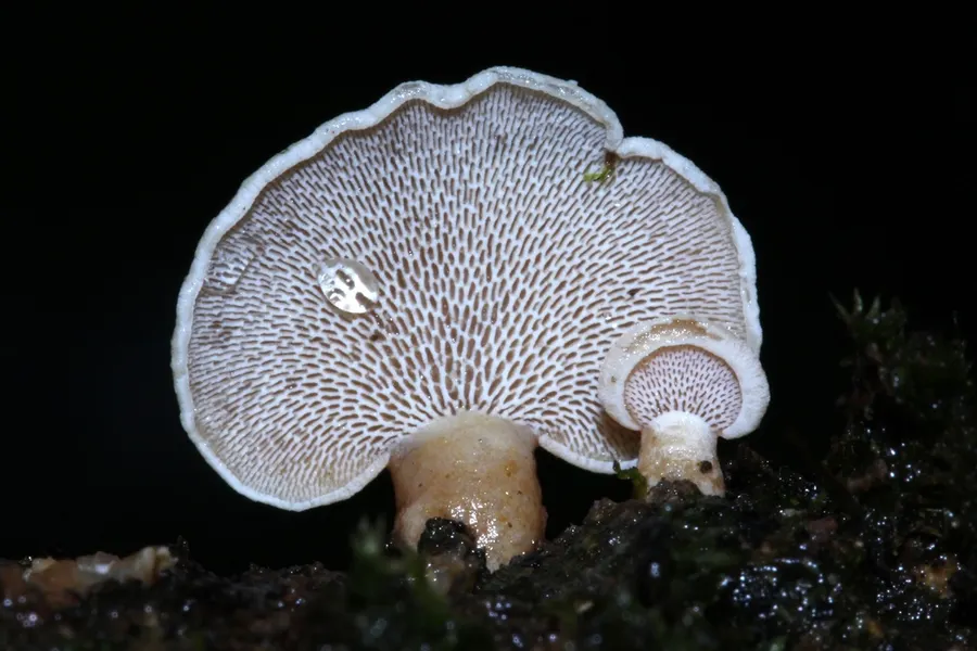 Dokumentasi Panellus pusillus — Fotografi