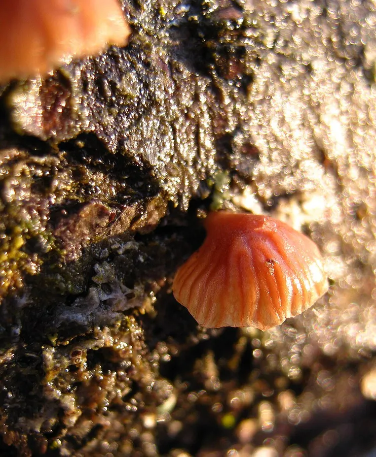 Dokumentasi Panellus ringens — Fotografi