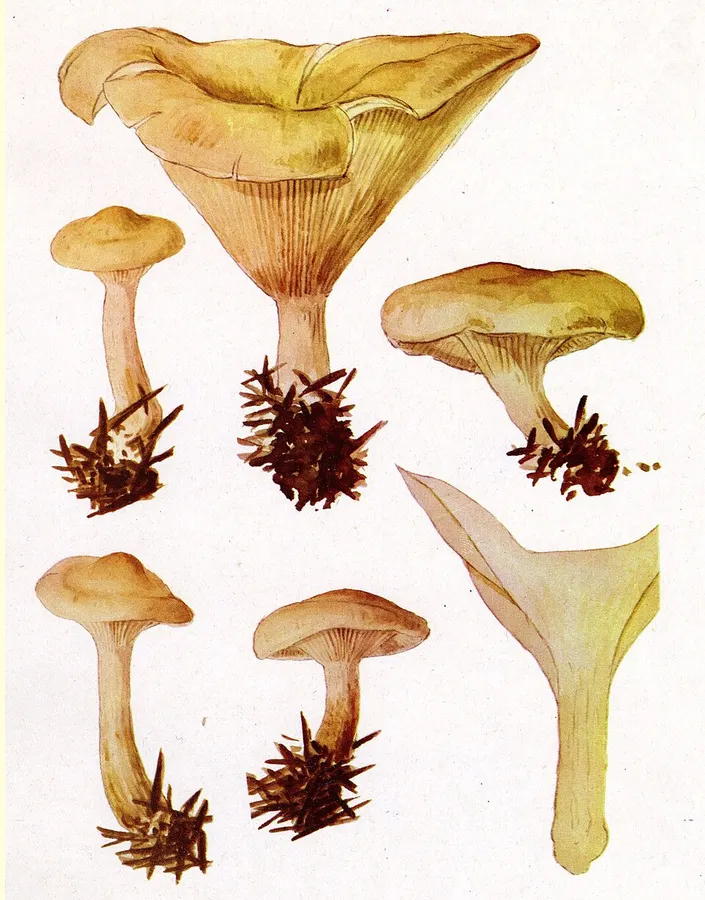 Dokumentasi Paralepistopsis amoenolens — Fotografi