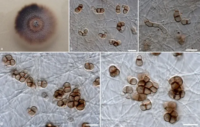 Dokumentasi Parazalerion indica — Pelat ilmiah