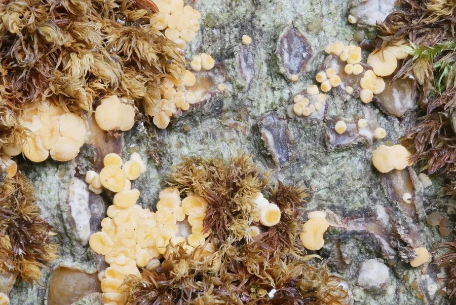 Dokumentasi Pezicula carpinea — Fotografi