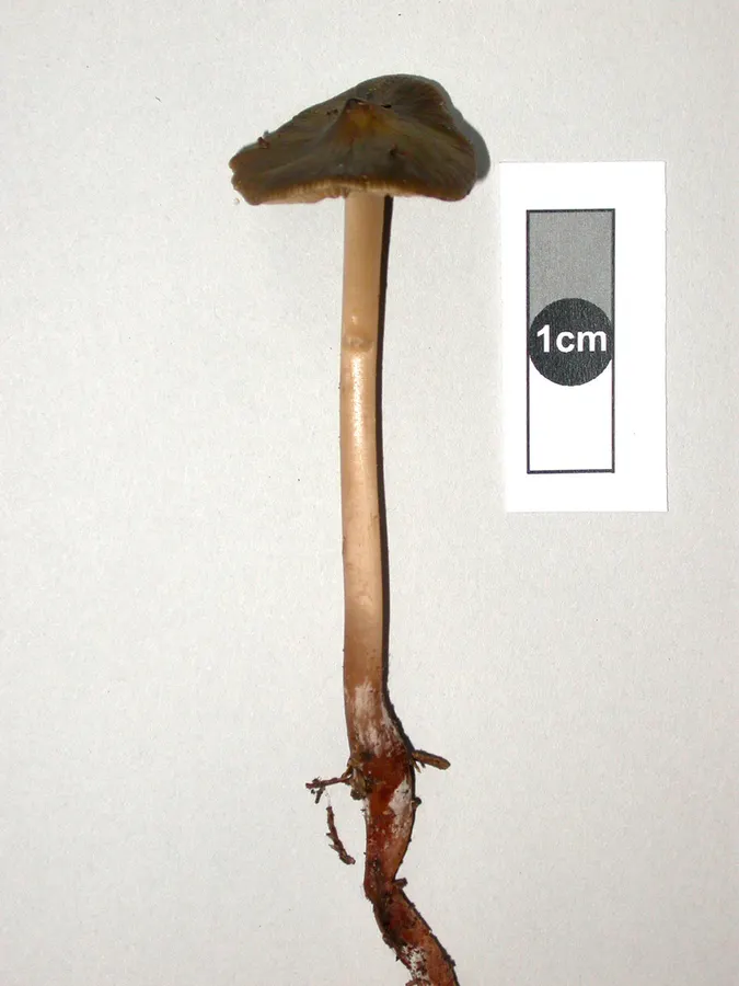 Dokumentasi Phaeocollybia longipes — Fotografi