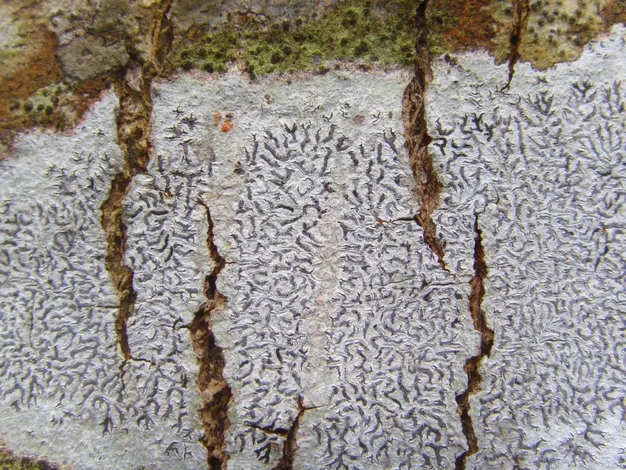 Dokumentasi Phaeographis dendritica — Fotografi