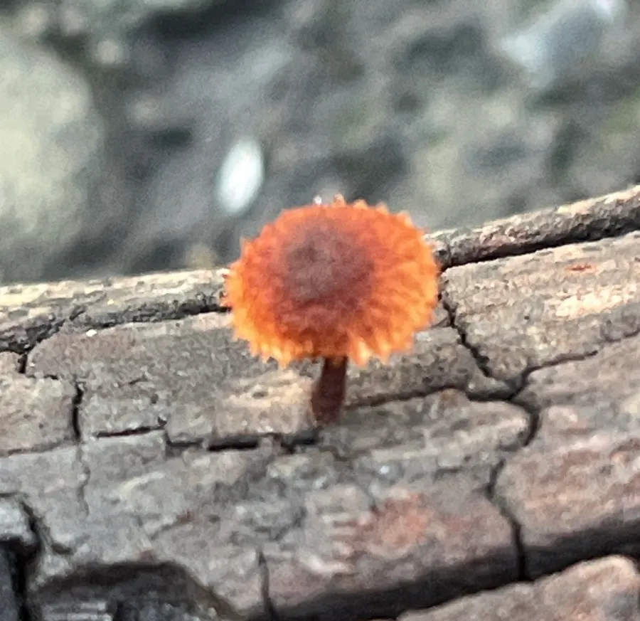Dokumentasi Phaeomarasmius erinaceus — Fotografi