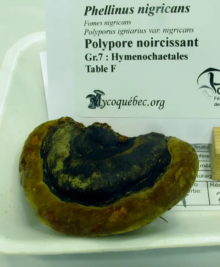Dokumentasi Phellinus nigricans — Fotografi