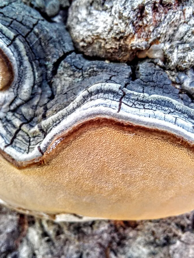 Dokumentasi Phellinus tremulae — Fotografi