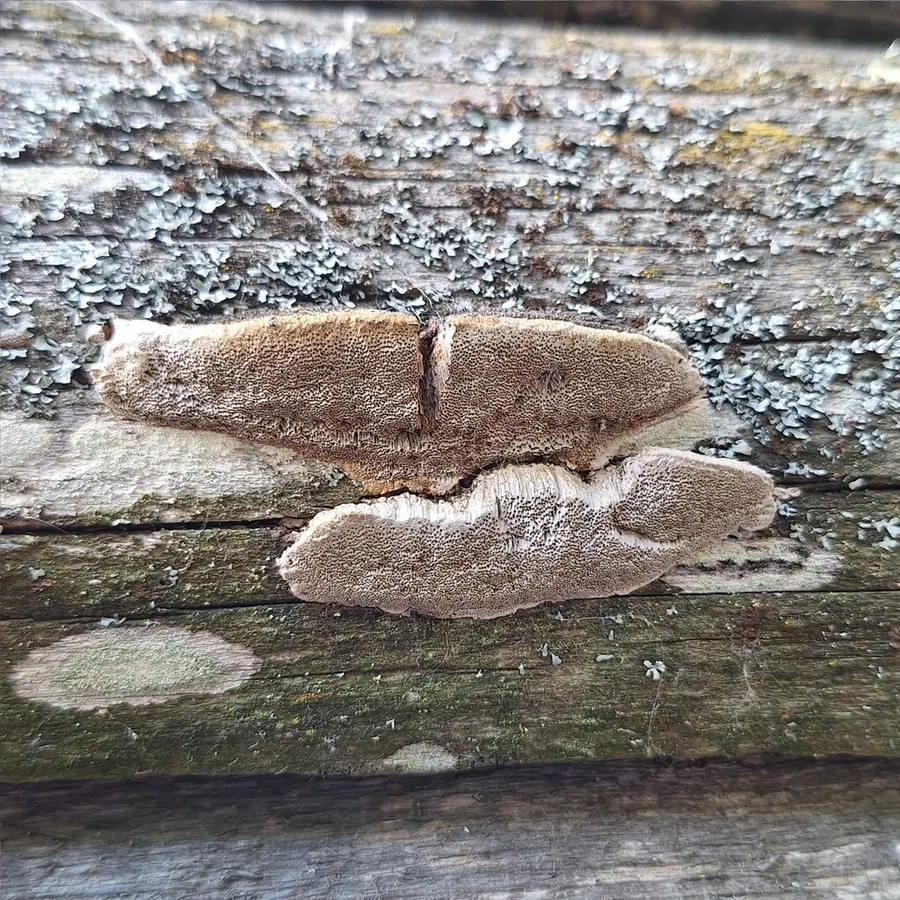 Dokumentasi Fuscoporia viticola — Fotografi