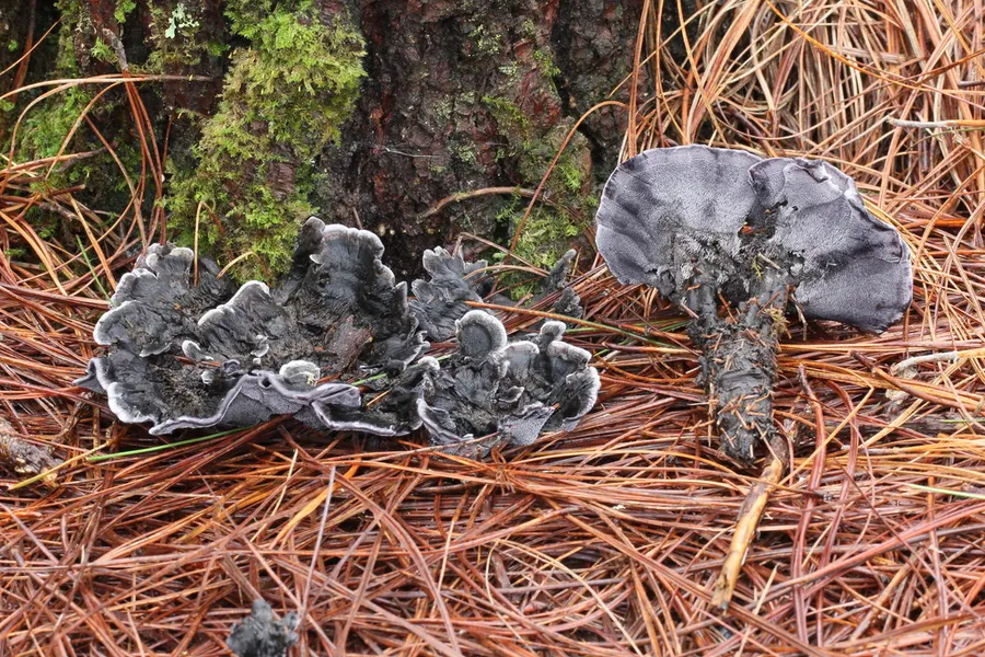 Dokumentasi Phellodon niger — Fotografi