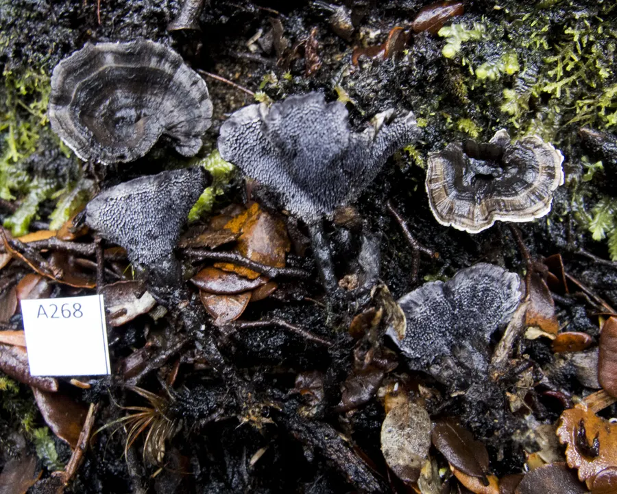 Dokumentasi Phellodon sinclairii — Fotografi