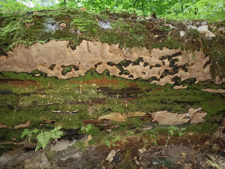 Dokumentasi Phellopilus nigrolimitatus — Fotografi
