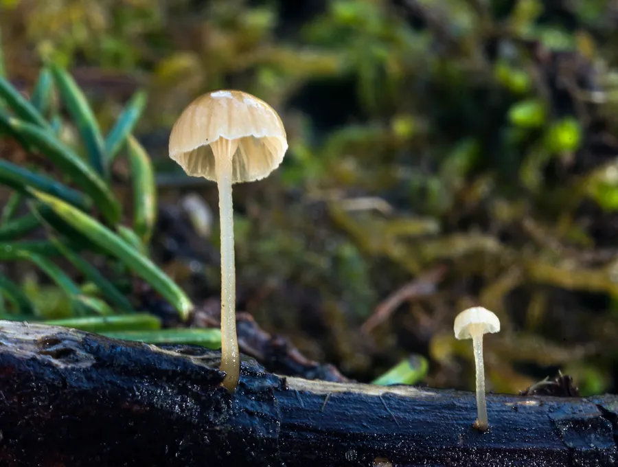 Dokumentasi Phloeomana clavata — Fotografi