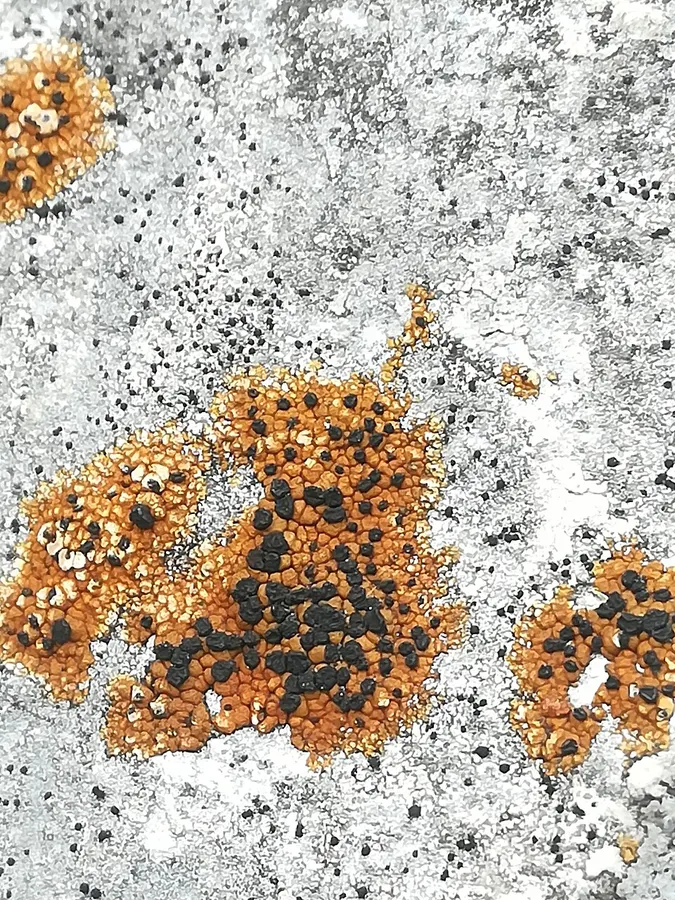 Dokumentasi Phoebus hydrophobius — Fotografi