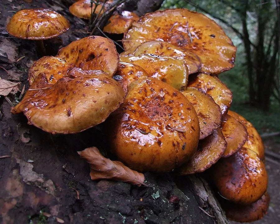 Dokumentasi Pholiota adiposa — Fotografi