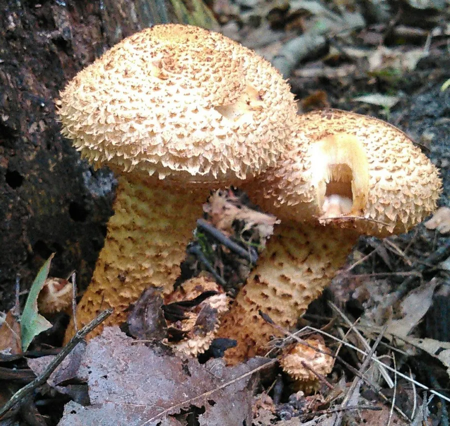 Dokumentasi Pholiota squarrosa — Fotografi