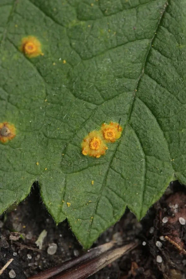 Dokumentasi Phragmidium rubi-idaei — Fotografi