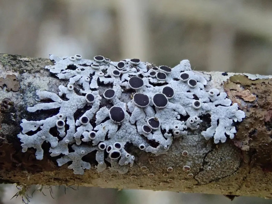 Dokumentasi Physcia aipolia — Fotografi
