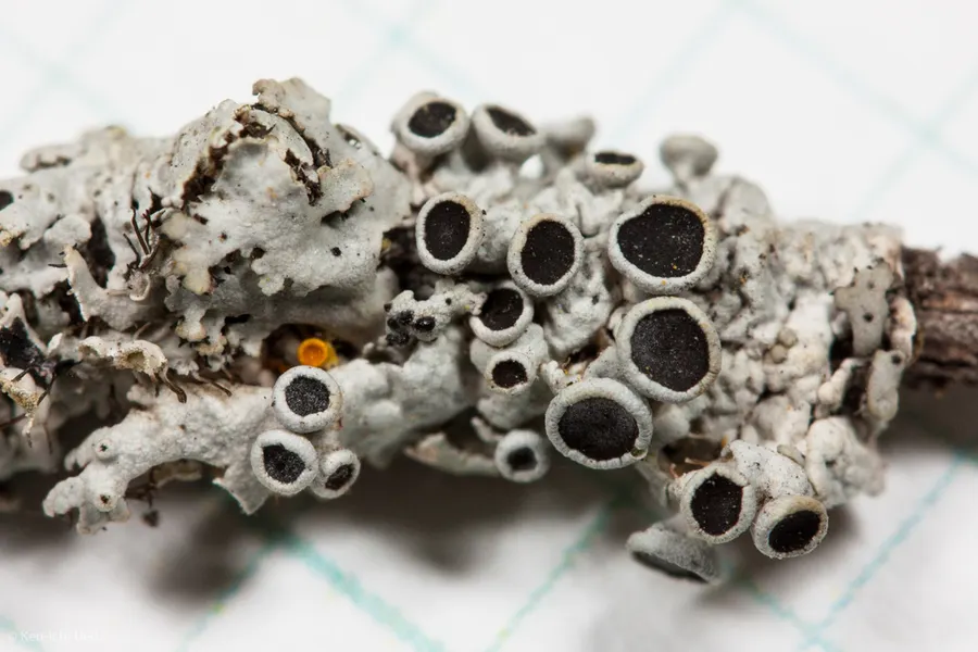 Dokumentasi Physcia stellaris — Fotografi